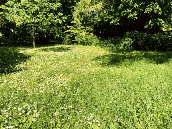 Herbe Fraîche Verte Aire Jeux Marguerite Dans Jour Printemps Lumineux — Photo