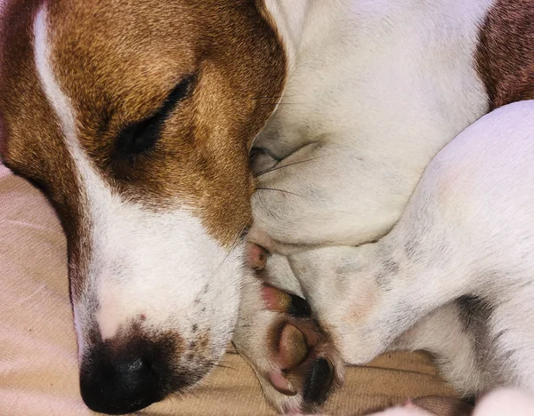 Jack Russel Terrier Chien Animal Ami Dormir Doux Rêves Gros — Photo