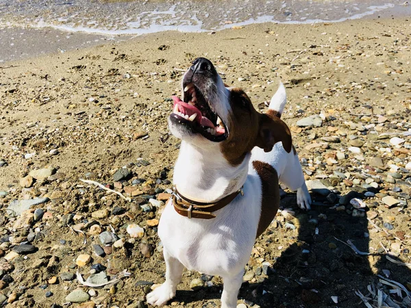 杰克拉塞尔猎狗狗狗朋友可爱的感觉好玩在沙滩上在炎热的夏天阳光明媚的日子 — 图库照片