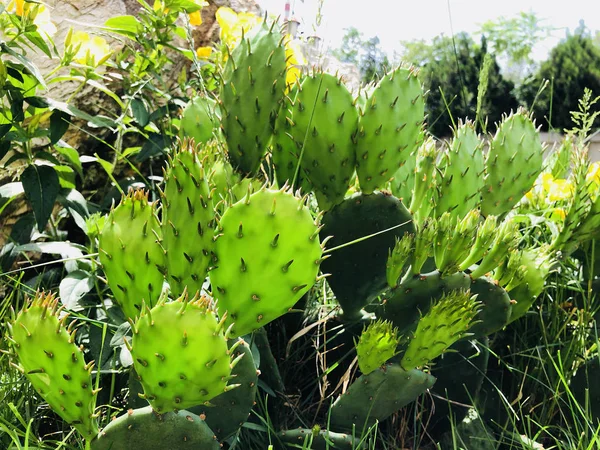 New Growing Fresh Cactus Garden Bright Sunny Spring Summer Day — Stock Photo, Image