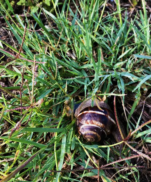 Caracol Rastejando Grama Fresca Verde Molhada Após Chuva Forte Dia — Fotografia de Stock