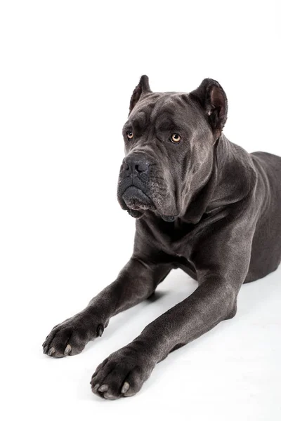 Cão em um fundo branco . — Fotografia de Stock