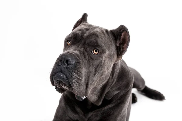 Cane su sfondo bianco . — Foto Stock