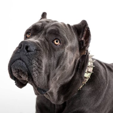Beyaz bir arka plan üzerinde köpek.