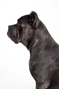 Beyaz bir arka plan üzerinde köpek.