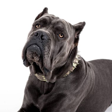 Beyaz bir arka plan üzerinde köpek.