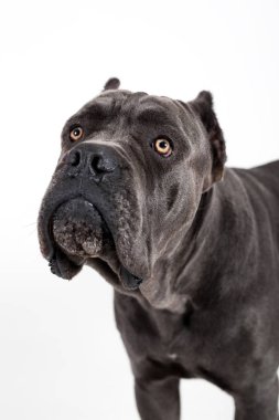 Beyaz bir arka plan üzerinde köpek.