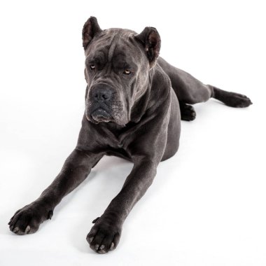 Beyaz bir arka plan üzerinde köpek.