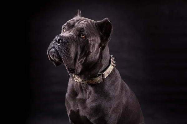 黑狗肯恩科索品种隔离在一个黑色的背景 — 图库照片