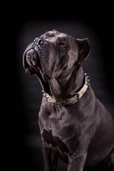 Black Dog Kenne Corso Breed Isolated Black Background — Stock Photo, Image