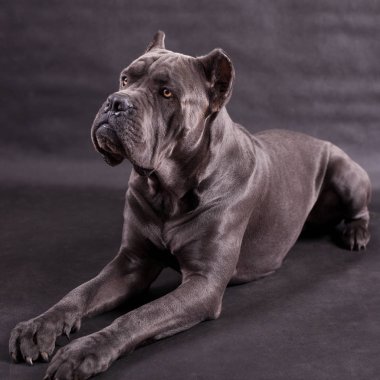 İzole bir siyah arka plan üzerine siyah köpek Kenne Corso doğurmak.