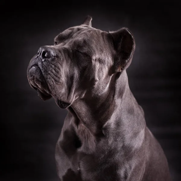 Zwarte Hondenras Kenne Corso Geïsoleerd Een Zwarte Achtergrond — Stockfoto