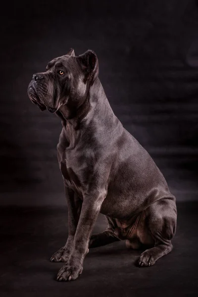 Perro Negro Kenne Corso Raza Aislado Sobre Fondo Negro —  Fotos de Stock