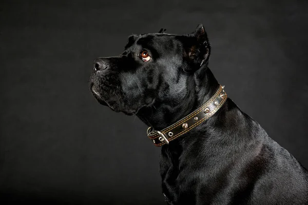 Cane grosso nero. — Foto Stock