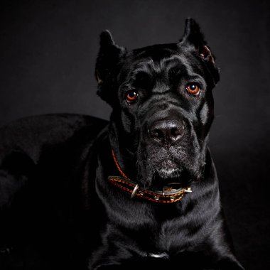 Siyah büyük köpek..