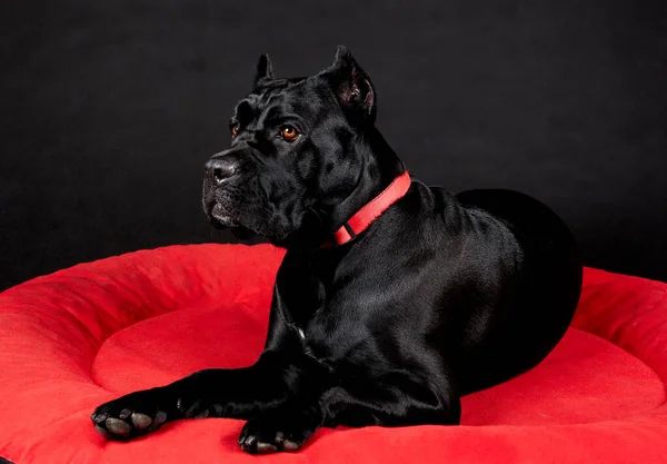 Cane grosso nero. — Foto Stock