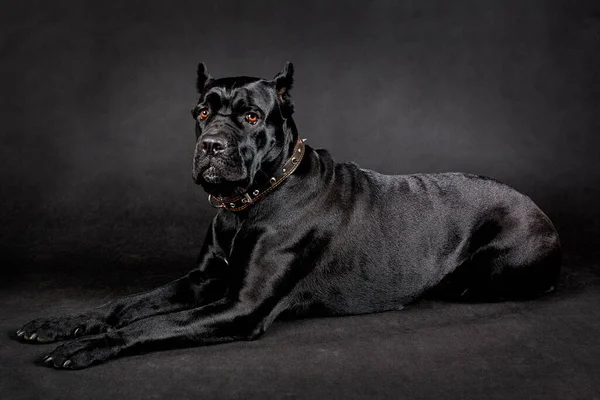 Schwarzer großer Hund. — Stockfoto