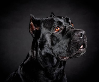 Siyah büyük köpek..