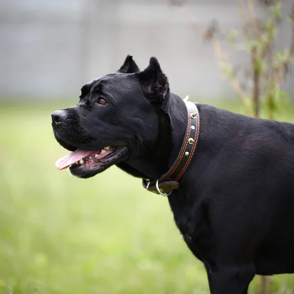 Negro perro grande . —  Fotos de Stock