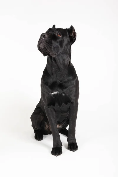 Černý velký pes. — Stock fotografie
