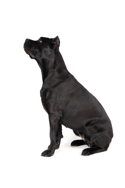 Czarny duży pies. — Zdjęcie stockowe