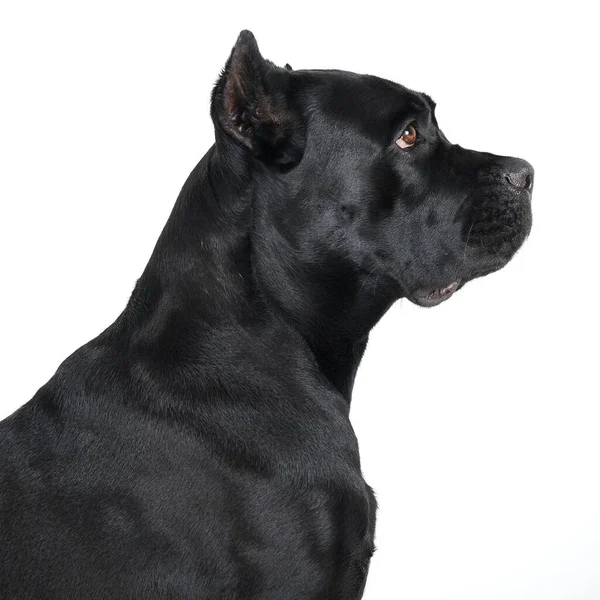 Zwarte grote hond. — Stockfoto
