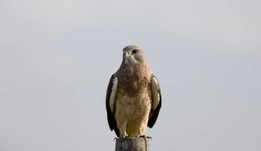 Swainson Hawk Prairie Saskatchewan Kanada yayında