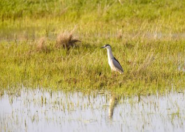Siyah gece balıkçılı Prairie Saskatchewan Kanada'da taç