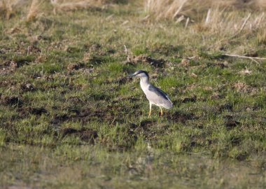 Siyah gece balıkçılı Prairie Saskatchewan Kanada'da taç