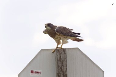 Swainson Hawk Prairie Saskatchewan Kanada yayında