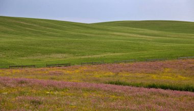 Çayır fırtına bulutları Kanada Saskatchewan pembe yonca