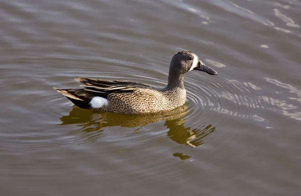 Azul Alado Teal Duck Uma Lagoa Pradaria — Fotografia de Stock