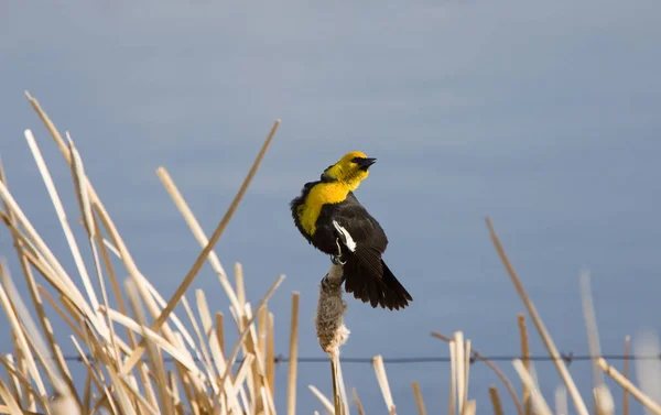 Yellow Headed Blackbird Post Saskatchewan Canada — Stock Photo, Image