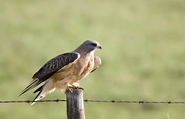 Flótázó Hawk Prairie Saskatchewan Kanadában Post — Stock Fotó