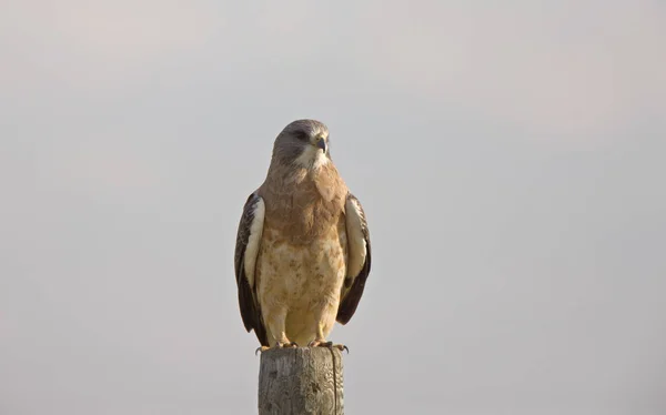 Flótázó Hawk Prairie Saskatchewan Kanadában Post — Stock Fotó