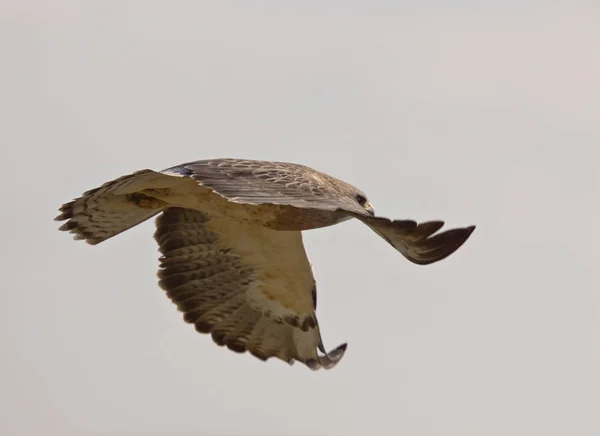 Γεράκι Swainson Prairie Στο Saskatchewan Του Καναδά Πτήσης — Φωτογραφία Αρχείου