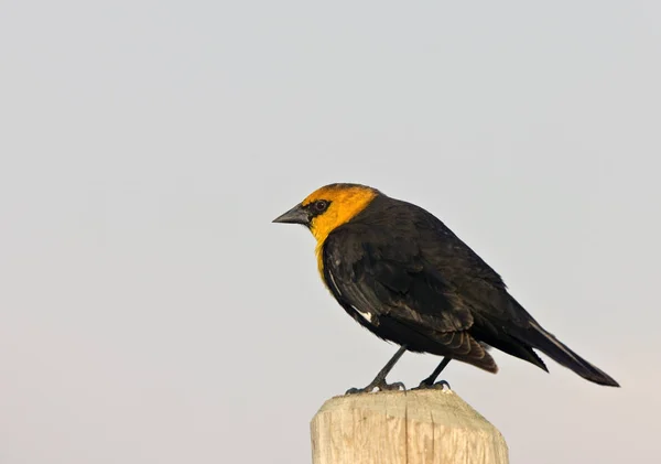 Yellow Headed Blackbird Post Saskatchewan Canada — Stock Photo, Image