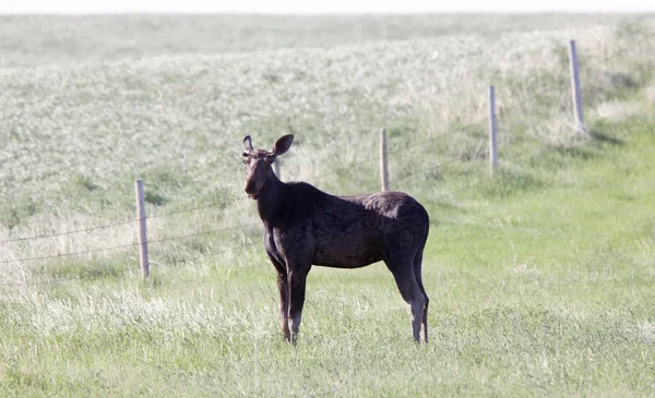 Prairie Moose Canada Een Open Veld — Stockfoto