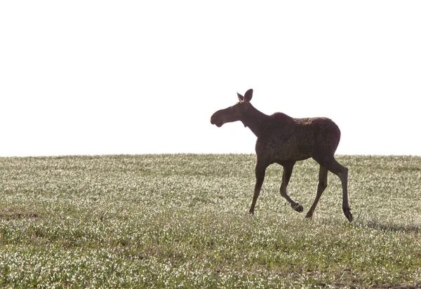 Prairie Moose Kanada Otwartym Polu — Zdjęcie stockowe