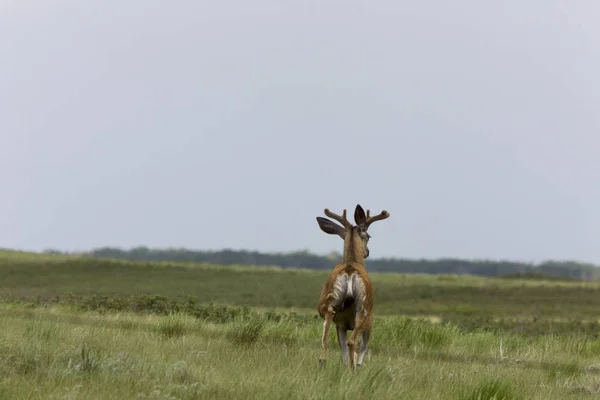 Rådjur Saskatchewan Prairie Betesmark Kanada — Stockfoto