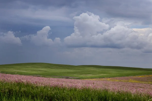 Preirie Storm Clouds Canada Saskatchewan Pink Alfalfa — стоковое фото