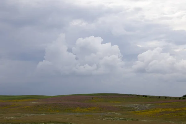 Preirie Storm Clouds Canada Saskatchewan Pink Alfalfa — стоковое фото