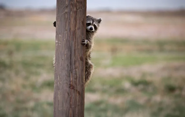 Racoon サスカチュワン カナダの電柱を非表示 — ストック写真