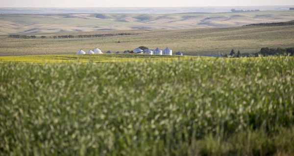 Saskatchewan Területén Prairie Farm Jelenet Kanada Tájkép — Stock Fotó