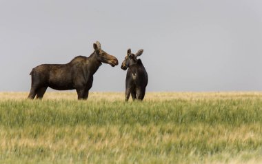 Çayır geyik Saskatchewan sıcak yaz günü açık sahne