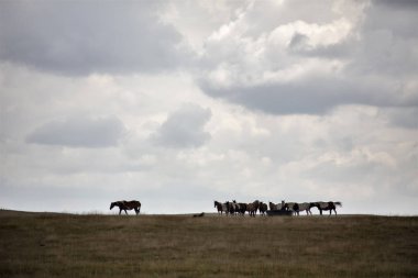 Bozkır Fırtınası Kanada 'yı bulutlandırıyor Yaz tehlikesi kırsal 