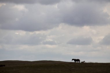 Bozkır Fırtınası Kanada 'yı bulutlandırıyor Yaz tehlikesi kırsal 
