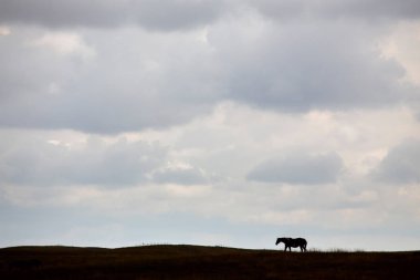 Bozkır Fırtınası Kanada 'yı bulutlandırıyor Yaz tehlikesi kırsal 
