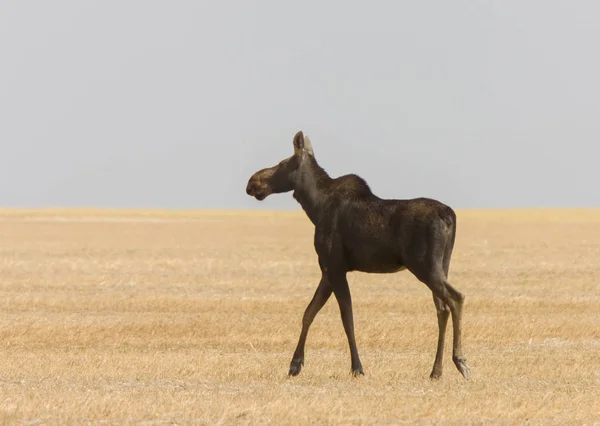 Prairie Moose Saskatchewan Chaude Journée Été Scène Ouverte — Photo