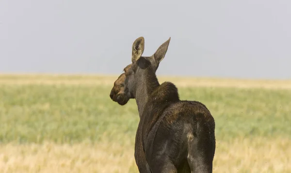 Prairie Moose Saskatchewan Caliente Verano Día Escena Abierta — Foto de Stock